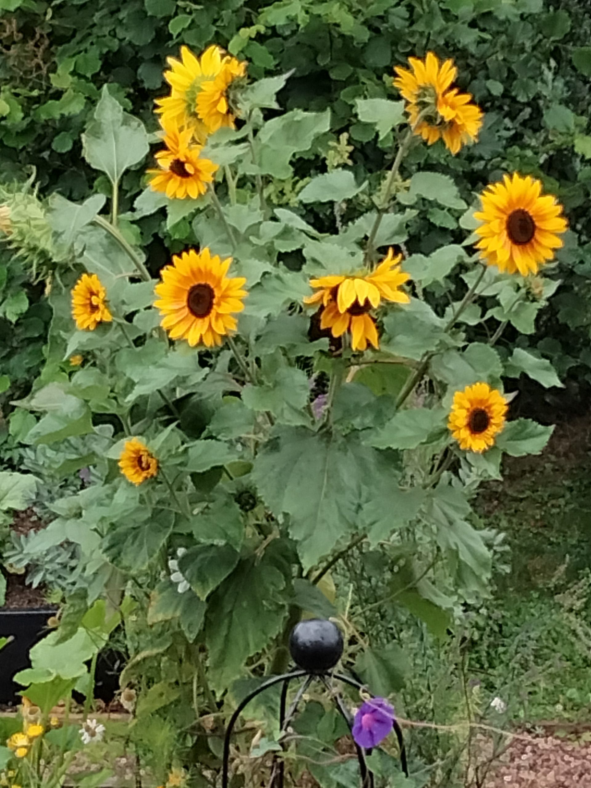 Sunflowers