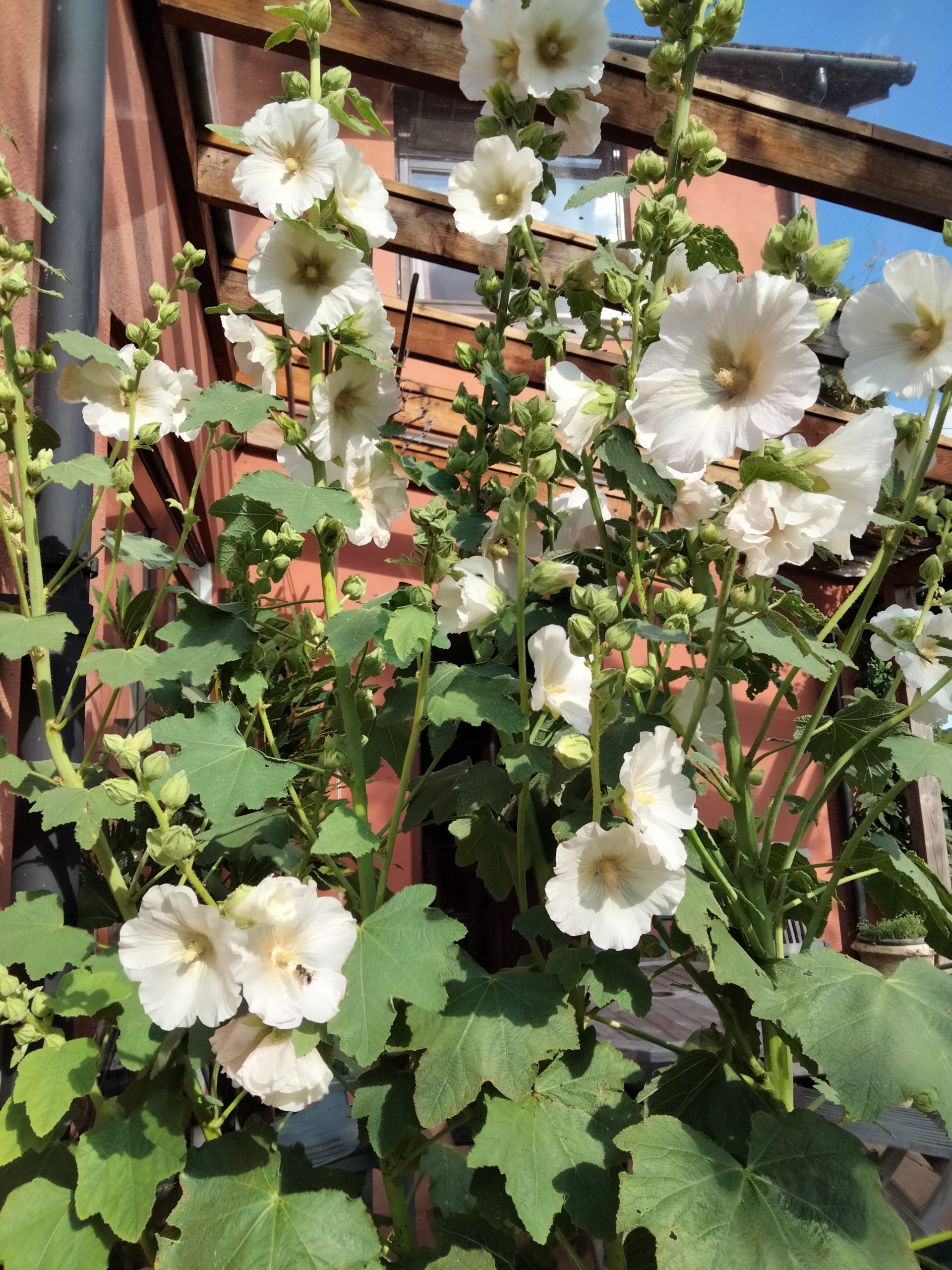 Hollyhocks